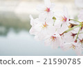 櫻桃樹 21590785