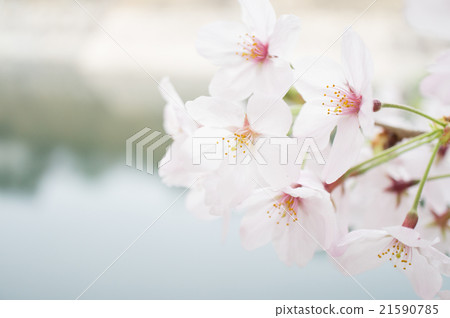 櫻桃樹 櫻桃樹 21590785