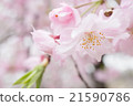 櫻桃樹 21590786