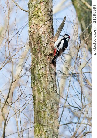 Woodpecker on a tree Woodpecker on a tree 21590993