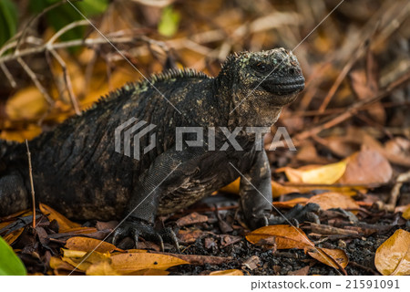 Marine iguana among dead leaves under bushes Marine iguana among dead leaves under bushes 21591091