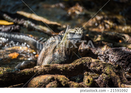 Marine iguana among roots staring at camera 21591092