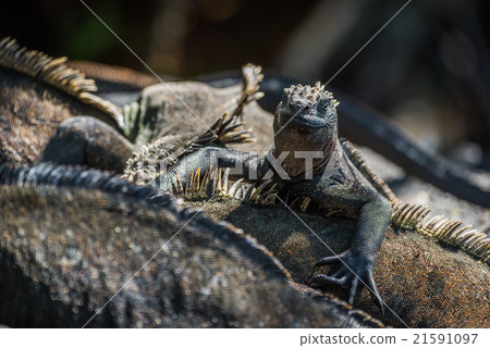 Marine iguana climbing over others in sunlight Marine iguana climbing over others in sunlight 21591097