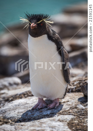 Rockhopper penguin standing on rock in sunshine Rockhopper penguin standing on rock in sunshine 21591145