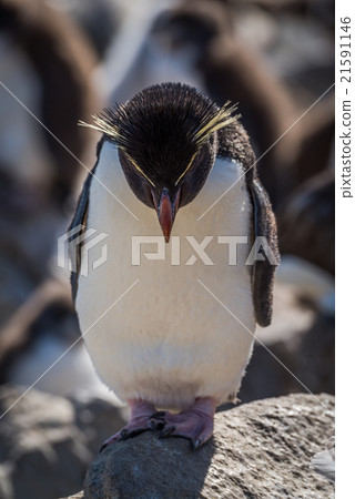 Rockhopper penguin standing on rock looking down Rockhopper penguin standing on rock looking down 21591146