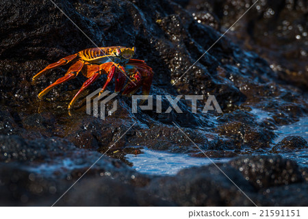 Sally Lightfoot crab beside black rock pool Sally Lightfoot crab beside black rock pool 21591151