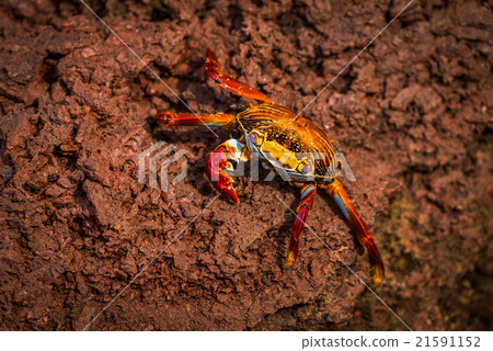 Sally Lightfoot crab climbing down brown rock Sally Lightfoot crab climbing down brown rock 21591152