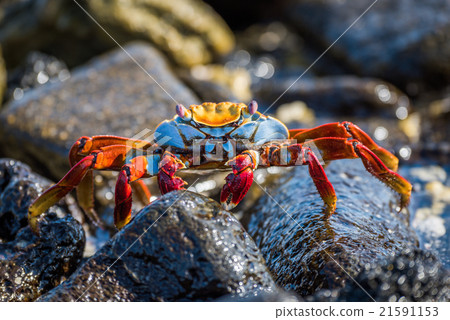 Sally Lightfoot crab climbing over black rocks Sally Lightfoot crab climbing over black rocks 21591153
