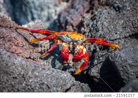 Sally Lightfoot crab crossing gap between rocks Sally Lightfoot crab crossing gap between rocks 21591157