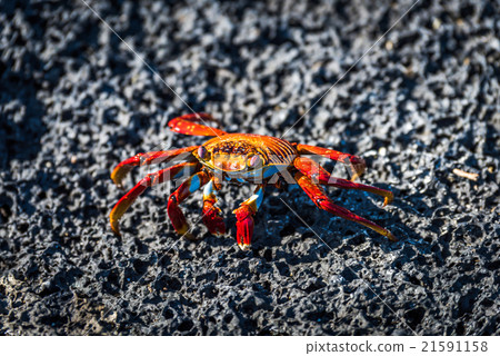Sally Lightfoot crab on black volcanic rock Sally Lightfoot crab on black volcanic rock 21591158