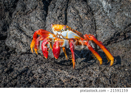 Sally Lightfoot crab on black volcanic rocks Sally Lightfoot crab on black volcanic rocks 21591159