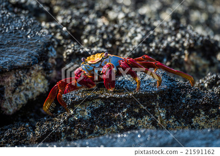 Sally Lightfoot crab on wet black rocks Sally Lightfoot crab on wet black rocks 21591162
