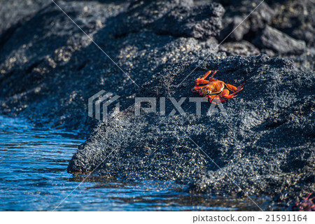 Sally Lightfoot crab perched beside rock pool Sally Lightfoot crab perched beside rock pool 21591164