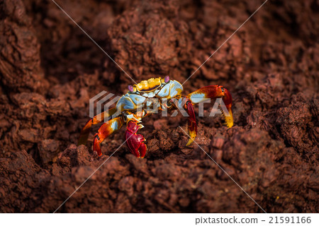 Sally Lightfoot crab perched on brown rock Sally Lightfoot crab perched on brown rock 21591166