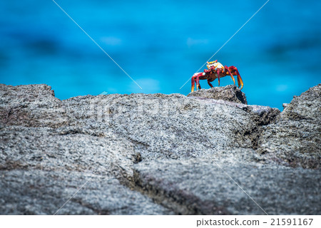 Sally Lightfoot crab perched on rocky horizon 21591167