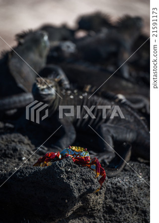 Several marine iguanas behind Sally Lightfoot crab 21591173