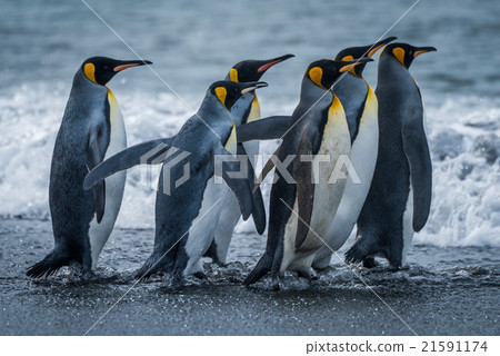 Six king penguins rushing towards sea together Six king penguins rushing towards sea together 21591174