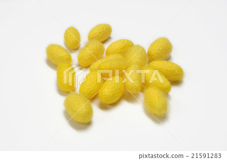 Thai silk cocoon Thai silk cocoon 21591283