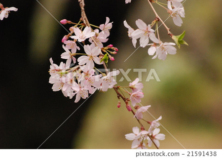 Rokugien的櫻花 Rokugien的櫻花 21591438
