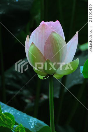 蓮花。從乾淨的花朵,純淨的花朵,泥土。 蓮花。從乾淨的花朵,純淨的花朵,泥土。 21591439