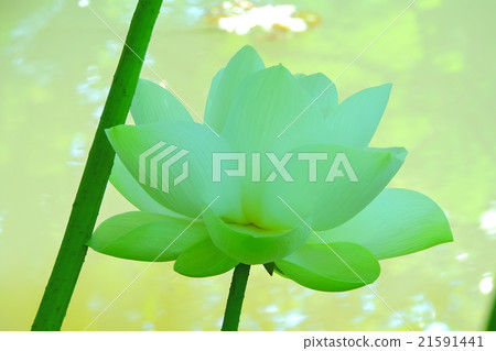 蓮花。從乾淨的花朵,純淨的花朵,泥土。 蓮花。從乾淨的花朵,純淨的花朵,泥土。 21591441