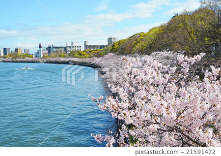 Cherry blossom rows along the Osaka Okawa 21591472