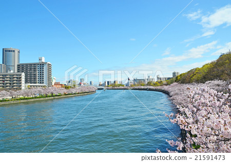 Cherry blossom rows along the Osaka Okawa 21591473