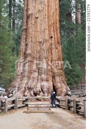 General shaman tree / general sherman 21591774
