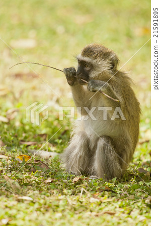Cub of Vervet Monkey 21591895