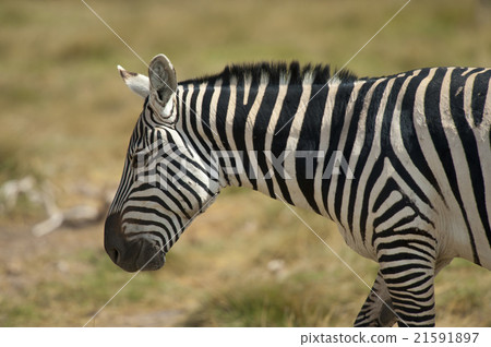 Profile of a Zebra Profile of a Zebra 21591897