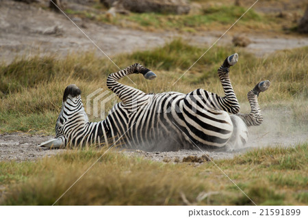 Young Zebra lying down on the Back 21591899