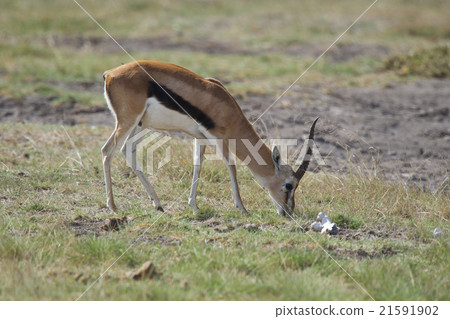 Gazelle in the Savannah 21591902