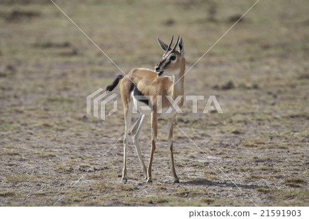 Gazelle in the Savannah 21591903