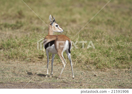 Gazelle in the Savannah 21591906