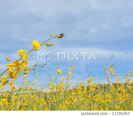 Crotalaria flower field 21592267