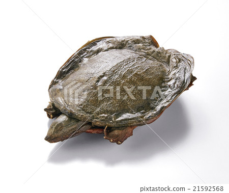 Dried mushrooms 21592568