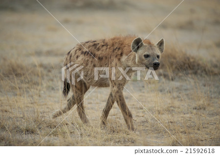 Hyena walking in the Savannah Hyena walking in the Savannah 21592618