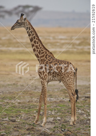 Giraffe in the Savannah Giraffe in the Savannah 21592619