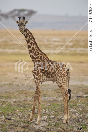 Giraffe in the Savannah Giraffe in the Savannah 21592620