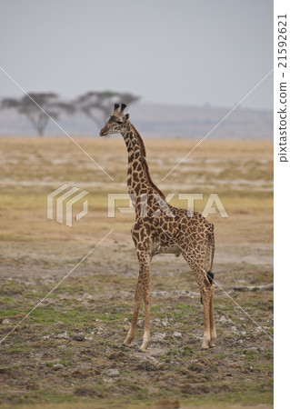 Giraffe in the Savannah Giraffe in the Savannah 21592621