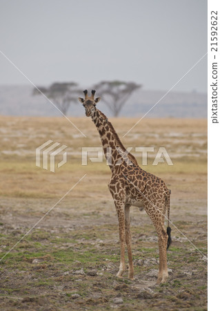 Giraffe in the Savannah Giraffe in the Savannah 21592622