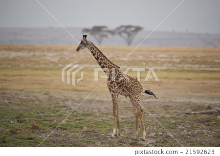Giraffe in the Savannah Giraffe in the Savannah 21592623