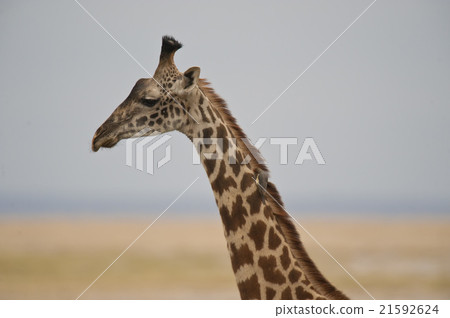 Close-up of a Giraffe Close-up of a Giraffe 21592624