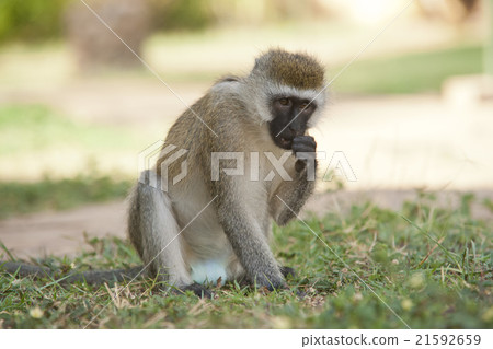 Vervet Monkey 21592659