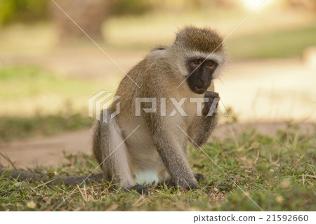 Vervet Monkey Vervet Monkey 21592660
