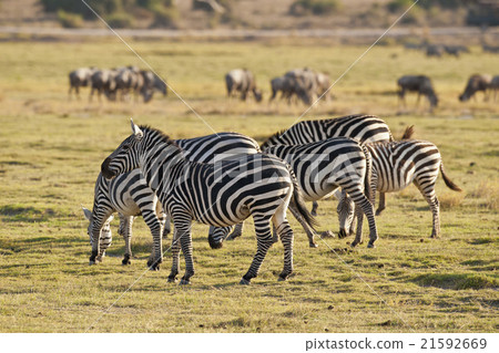 Group of Zebras in the Savannah 21592669