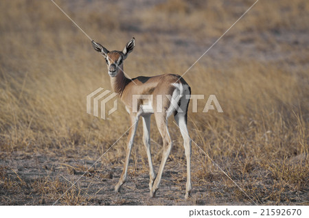 Young Gazelle in the Savannah 21592670