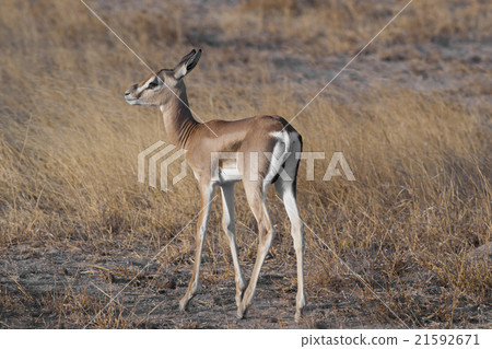 Young Gazelle in the Savannah 21592671