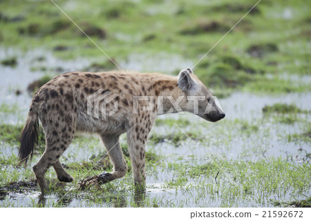Hyena walking in the Savannah Hyena walking in the Savannah 21592672