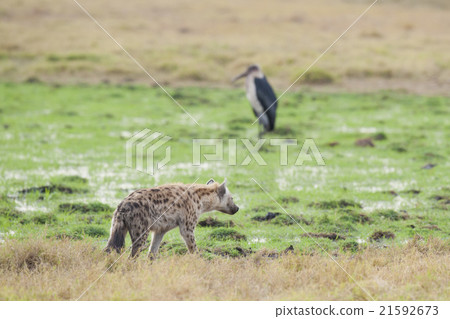 Hyena walking in the Savannah Hyena walking in the Savannah 21592673